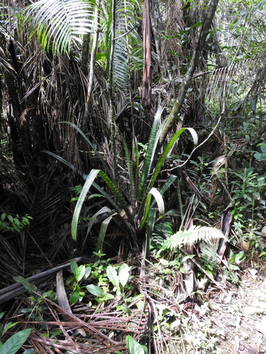 Guzmania lindenii