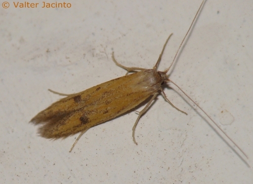 Epidola stigma Staudinger, 1859