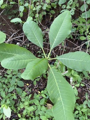 Plumeria rubra image