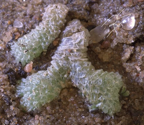 Exormotheca welwitschii