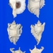 Ocinebrellus inornatus - Photo (c) 鼈甲蝸牛, כל הזכויות שמורות, הועלה על ידי 鼈甲蝸牛