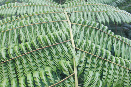 Alsophila polycarpa