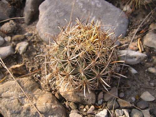 Scheer's Fishhook Cactus