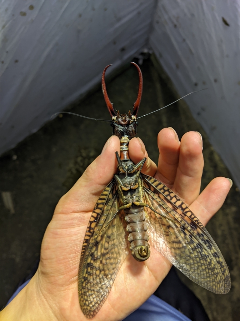 Giant Chinese Dobsonfly (Acanthacorydalis fruhstorferi) · iNaturalist