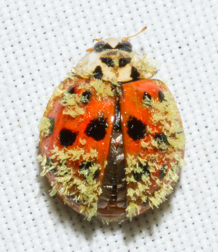 Hesperomyces harmoniae