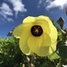 Hibiscus tiliaceus - Photo (c) sethlong, כל הזכויות שמורות