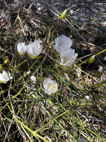Eremogone macradenia var. arcuifolia