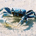 Blue Land Crab - Photo (c) Candice Mottet, all rights reserved, uploaded by Candice Mottet