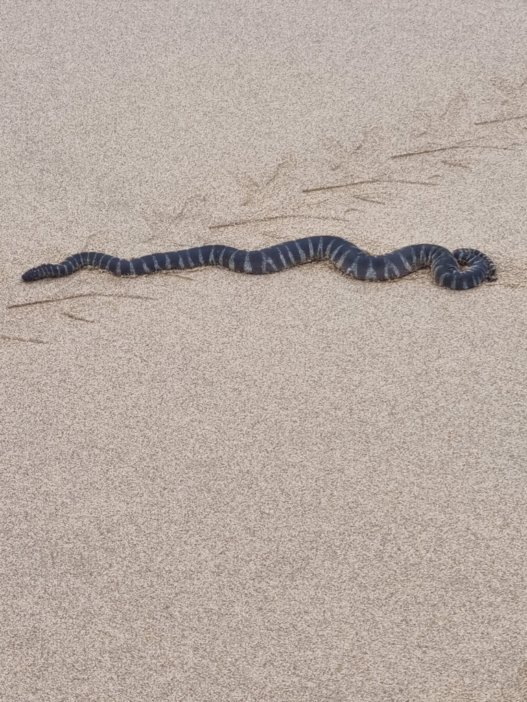 File Snake Nt Little File Snake from Tully Heads QLD 4854, Australia on June 28, 2022 ...
