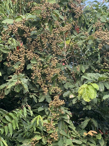 Large-fruited Crape-myrtle (Lagerstroemia macrocarpa)