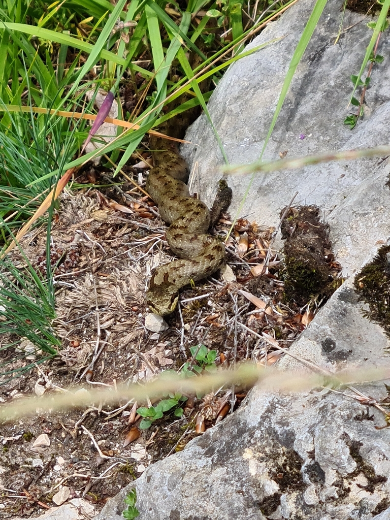 Smooth Snake from 32023 Rocca Pietore, Belluno, Italië on June 28, 2022 ...