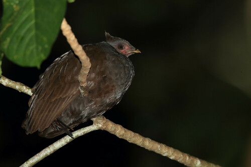 New Guinea Megapode