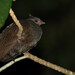 New Guinea Megapode - Photo (c) Carlos N. G. Bocos, all rights reserved, uploaded by Carlos N. G. Bocos