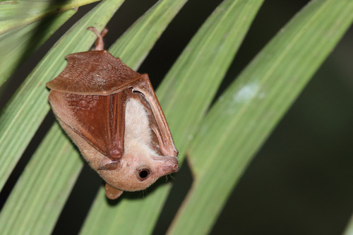 Common blossom bat