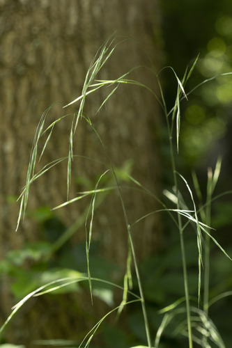 Bromus ramosus