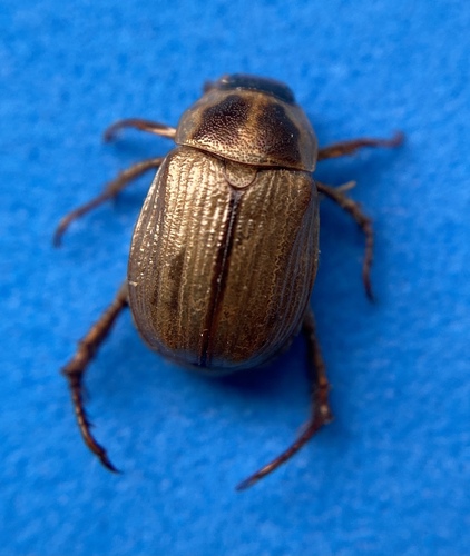 Oriental Beetle — photo 1