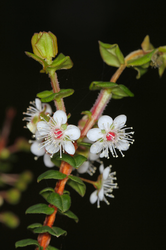 Hypocalymma cordifolium Schauer