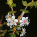 Hypocalymma cordifolium - Photo (c) Kirke M., כל הזכויות שמורות, הועלה על ידי Kirke M.