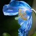 Himalayan Blue Poppy - Photo (c) Michel, all rights reserved, uploaded by Michel