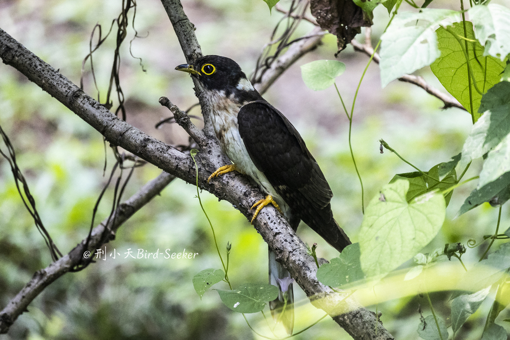 Northern Hawk-Cuckoo photo