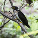 Northern Hawk-Cuckoo - Photo (c) 刑小天, all rights reserved, uploaded by 刑小天