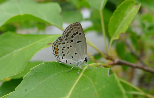 Fischer's Blue