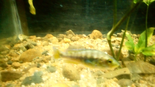 Egyptian Mouthbrooder