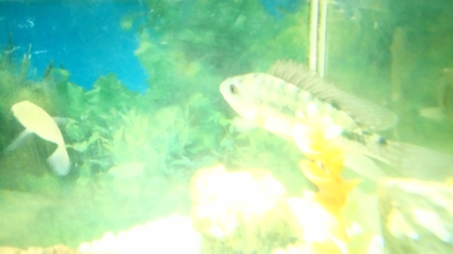 Blue-spotted Tilapia