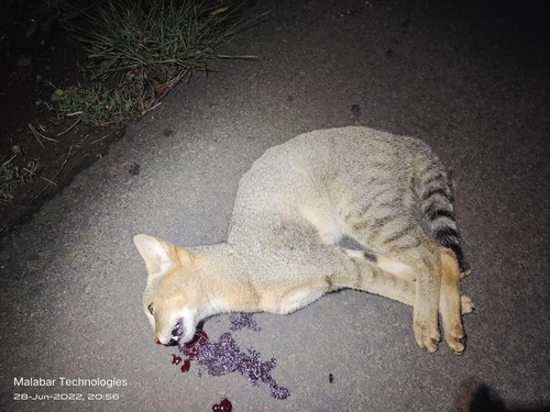 Southern African Wildcat