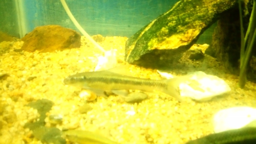 Labeo victorianus