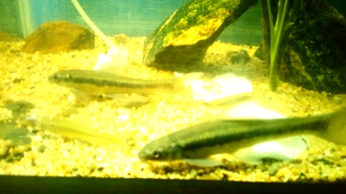 Labeo victorianus