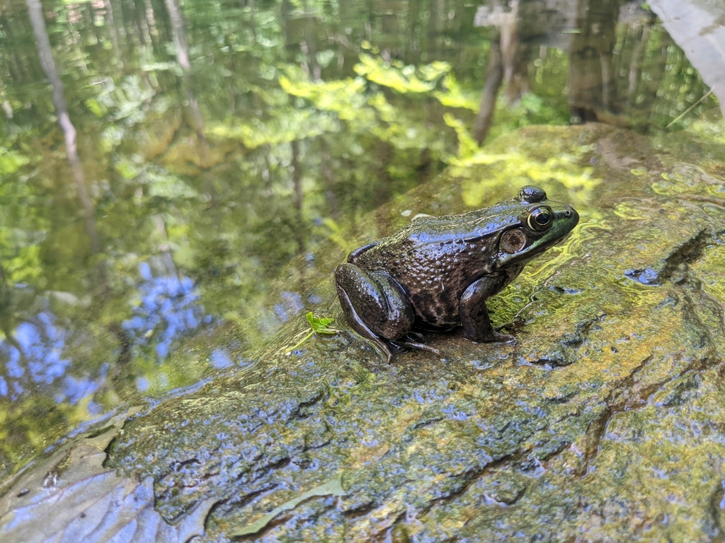 Green Frog From Mass Audubon's Pleasant Valley Wildlife Sanctuary On ...