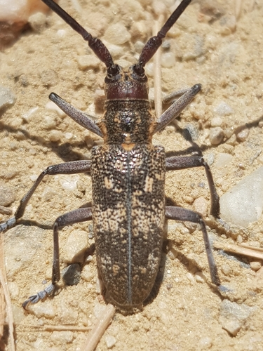 Black Pine Sawyer Beetle