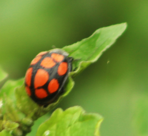 Epilachna mexicana