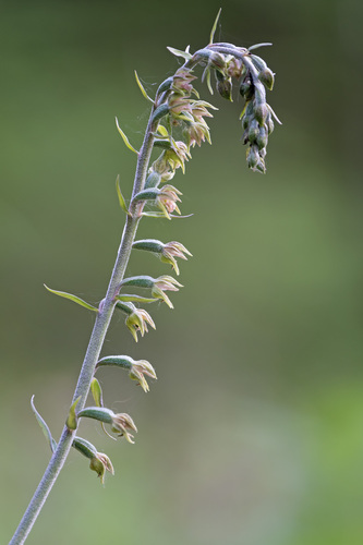 Epipactis microphylla