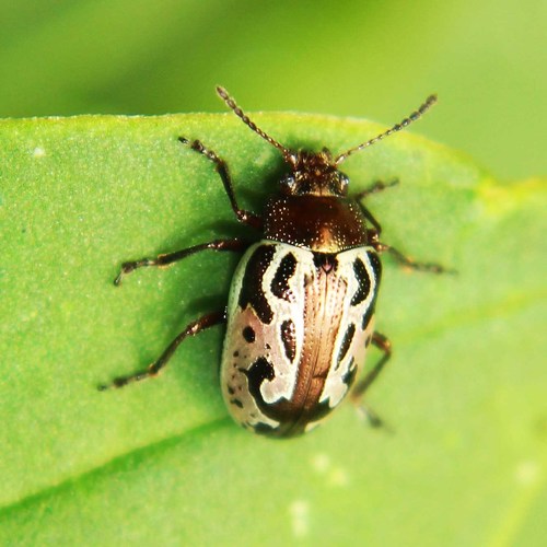 Zygogramma Piceicollis · Inaturalist