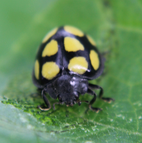 Epilachna mexicana