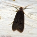 Eurodachtha canigella - Photo (c) Valter Jacinto, כל הזכויות שמורות