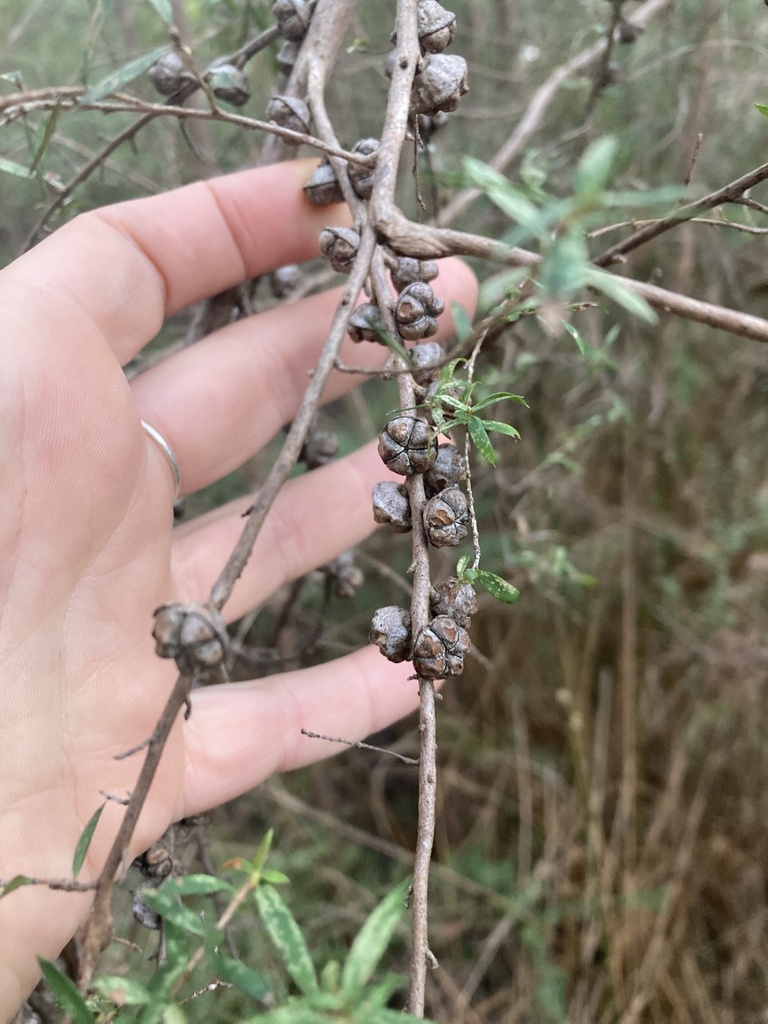 Leptospermeae from Glen Eadie Ave, Badger Creek, VIC, AU on June 29