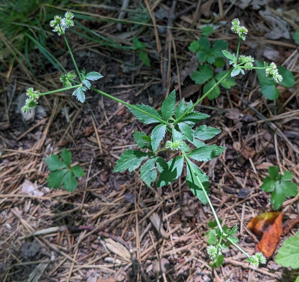 Sanicula canadensis — a medium houseplant, prefers partial sun light