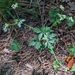 Sanicula canadensis - Photo (c) Holly Amato, όλα τα δικαιώματα διατηρούνται, uploaded by Holly Amato