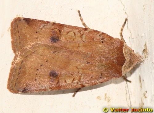 Cerastis faceta