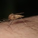 Brown Saltmarsh Mosquito - Photo (c) Russ Jones, all rights reserved, uploaded by Russ Jones