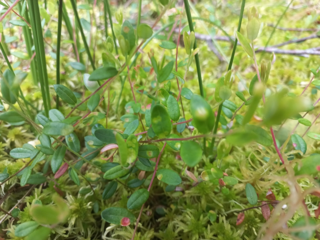 bog cranberry from Dzukijos nacionalinis parkas, LTASVR, LTAS, LT on