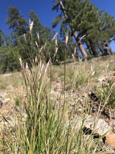 Danthonia unispicata (Thurb.) Munro ex Macoun