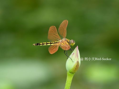 Deielia phaon
