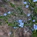 Cyanothamnus coerulescens coerulescens - Photo (c) JS, todos os direitos reservados, uploaded by JS