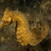 Observation photo