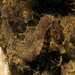 Observation photo