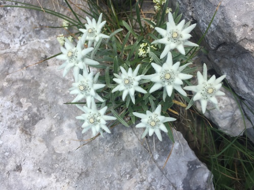 Edelweiss Leontopodium Nivale Inaturalist Ca